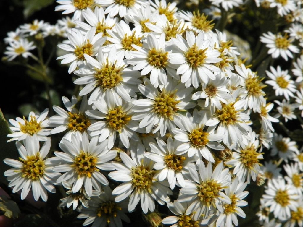 New Zealand holly (Olearia macrodonta)