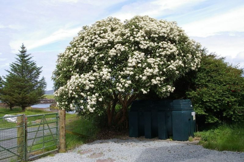 How to plant New Zealand holly (Olearia macrodonta)_1
