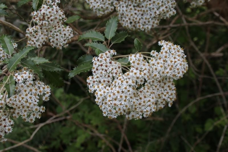 Where to plant New Zealand holly (Olearia macrodonta)_2