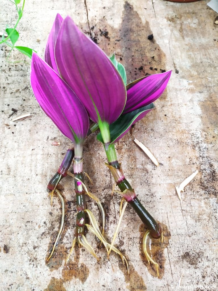 How to Propagate Tradescantia in water Spiderwort Cuttings