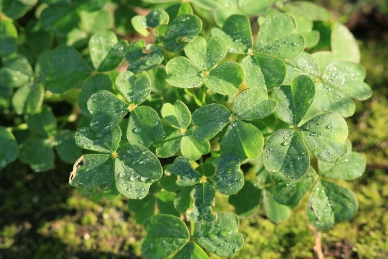 Oca (Oxalis tuberosa)