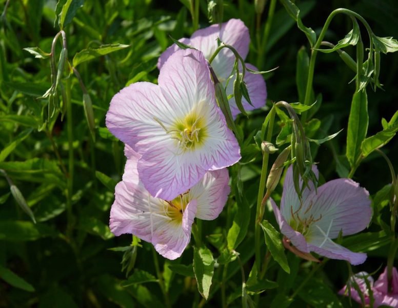 Oenothera speciosa 'Siskiyou' (Oenothera speciosa 'Siskiyou')