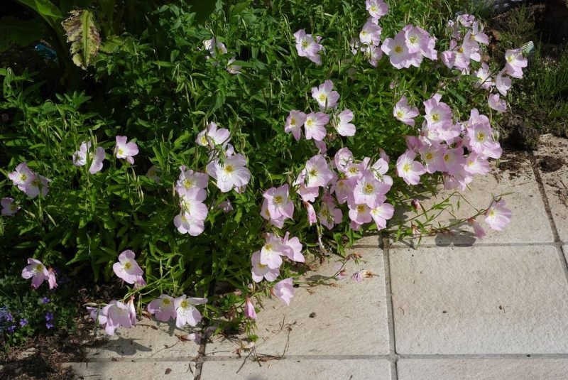 How to plant Oenothera speciosa 'Siskiyou' (Oenothera speciosa 'Siskiyou')_1