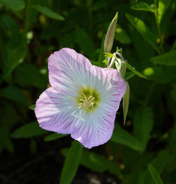 Where to plant Oenothera speciosa 'Siskiyou' (Oenothera speciosa 'Siskiyou')_2