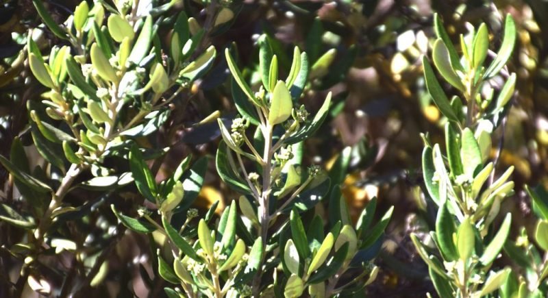 Olearia × haastii (Olearia × haastii)