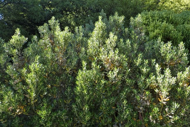 Where to plant Olearia × haastii (Olearia × haastii)_2