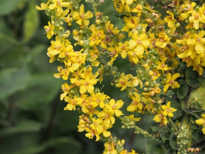 Olympian mullein (Verbascum olympicum)