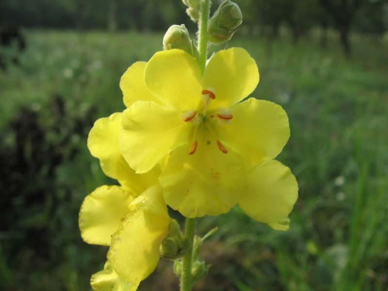 Orange mullein (Verbascum phlomoides)
