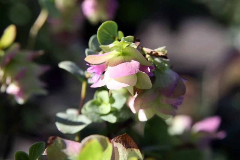 Oregano 'Kent Beauty' (Origanum 'Kent Beauty')