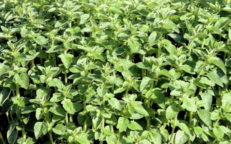 Oregano (Origanum vulgare)