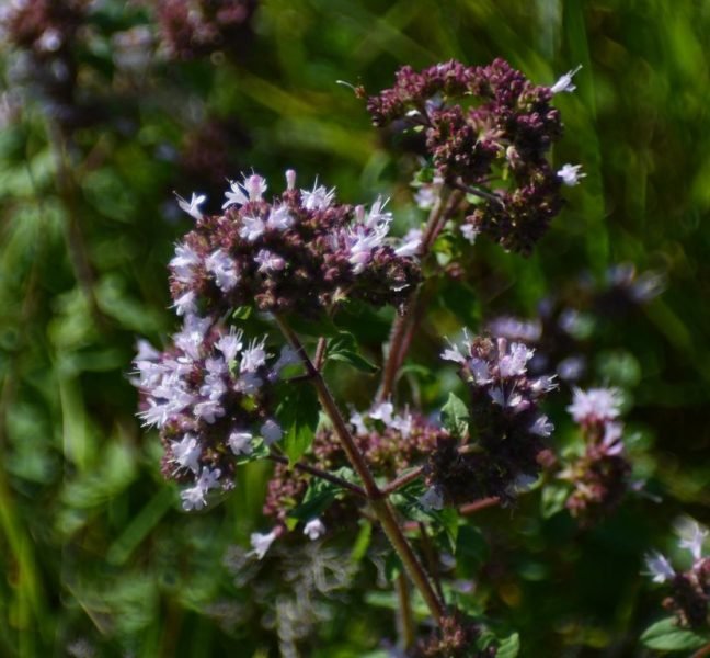 How to plant Oregano (Origanum vulgare)_1