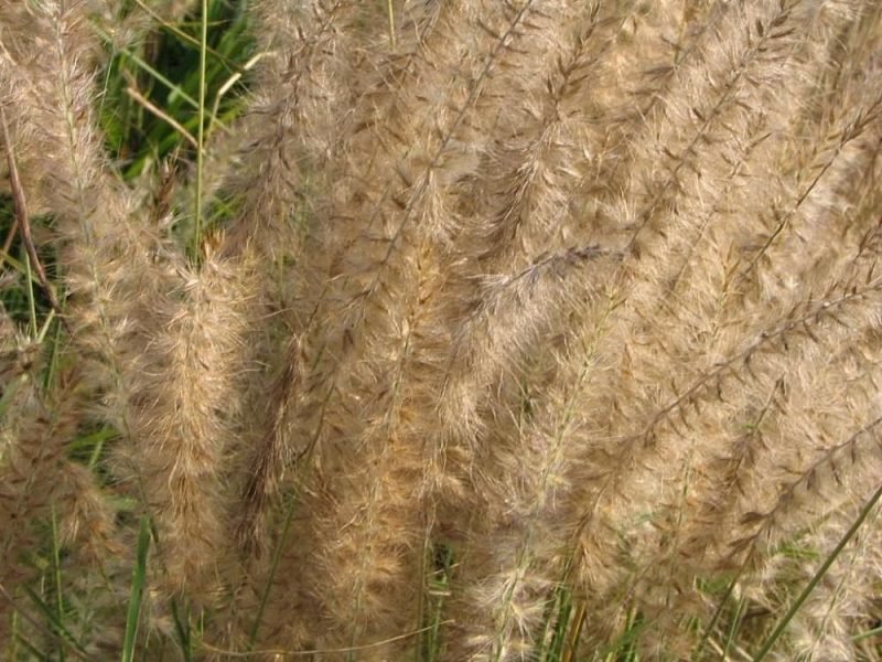 Oriental fountain grass 'Karley Rose' (Pennisetum orientale 'Karley Rose')