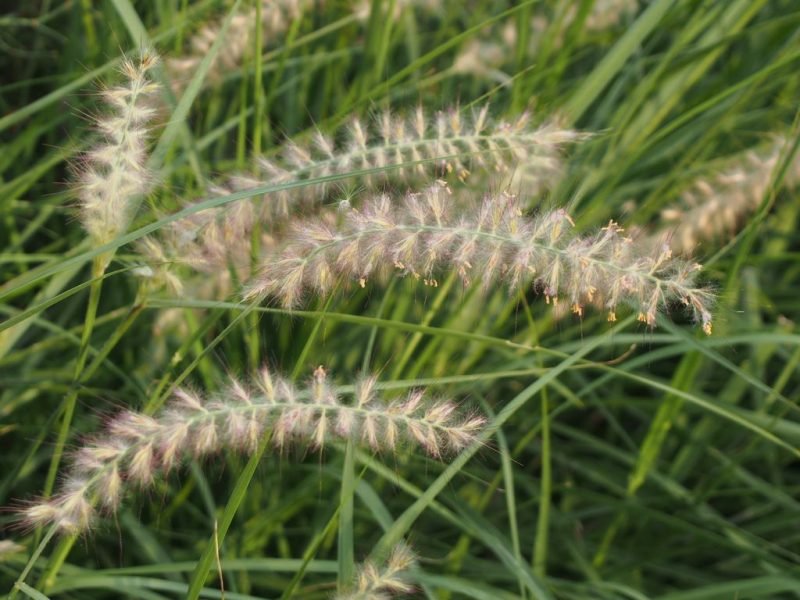 Oriental fountain grass (Pennisetum orientale)