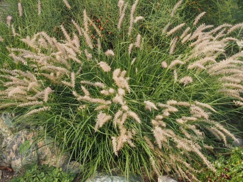 How to plant Oriental fountain grass (Pennisetum orientale)_1