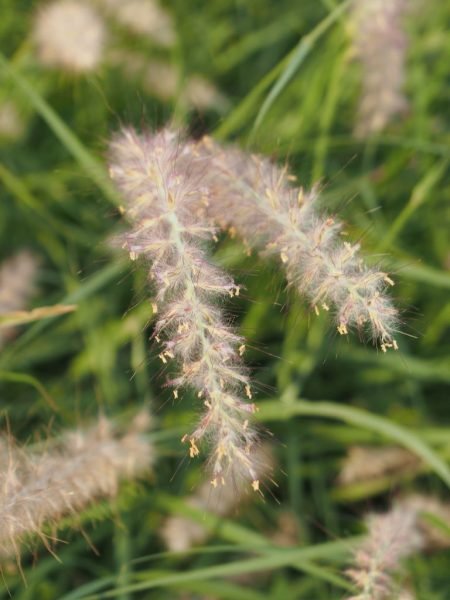 Where to plant Oriental fountain grass (Pennisetum orientale)_2