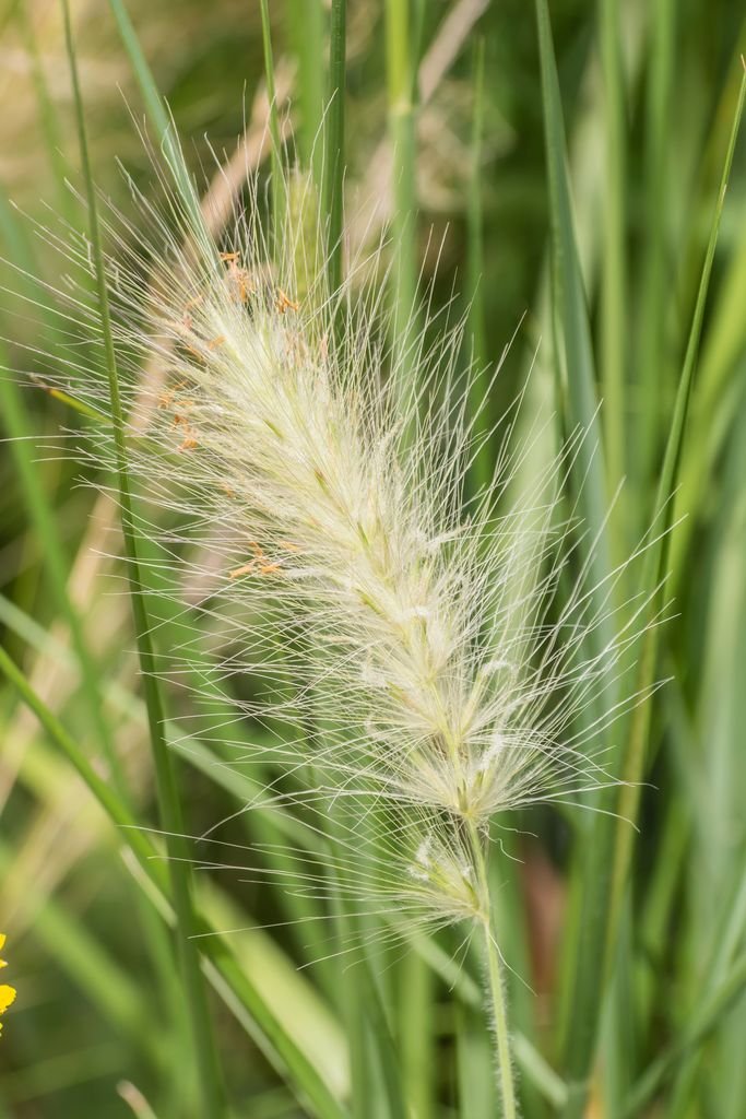 Oriental fountain grass 'Shogun' (Pennisetum orientale 'Shogun')