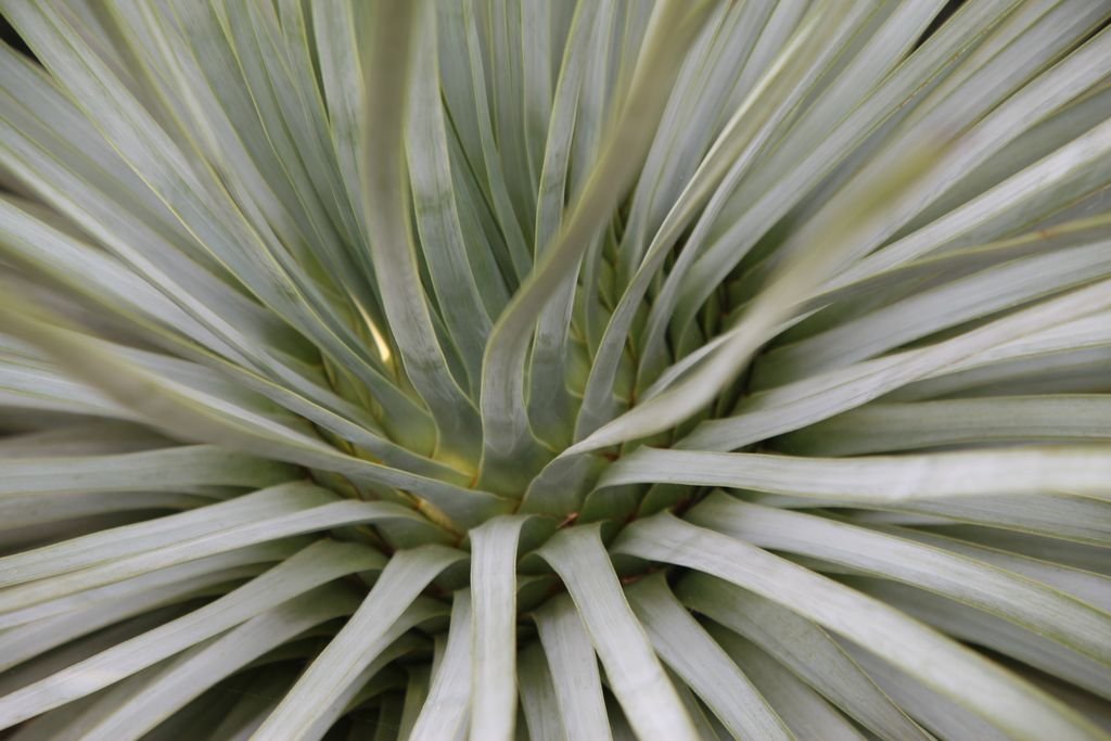 Our Lord's candle (Yucca whipplei)