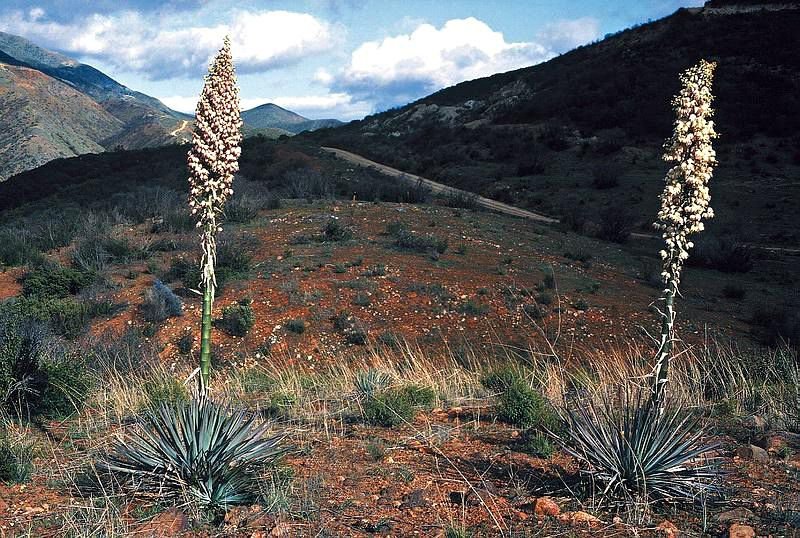 How to plant Our Lord's candle (Yucca whipplei)_1