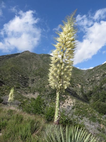 Where to plant Our Lord's candle (Yucca whipplei)_2