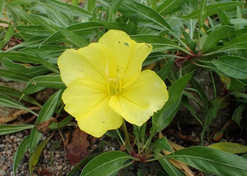 Ozark sundrops (Oenothera macrocarpa)
