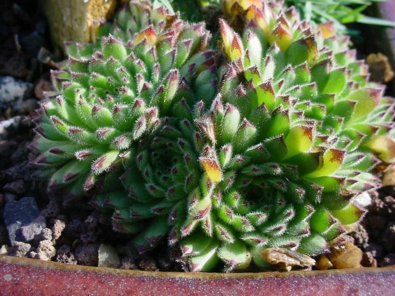 Pittoni houseleek (Sempervivum pittonii)