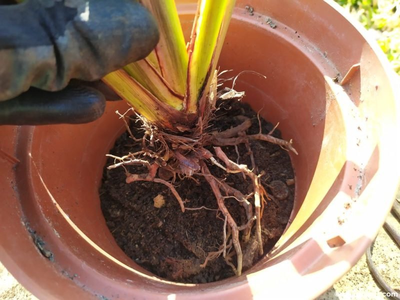 Planting a division of New Zealand Flax (Phormium tenax) - www.dearplants.com