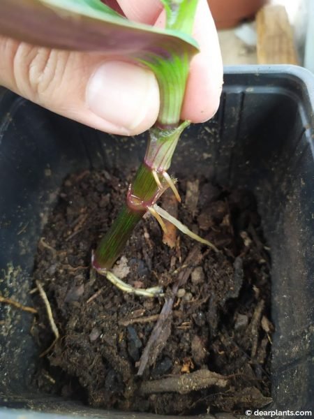 Planting tradescantia (Spiderwort) in a pot - www.dearplants.com