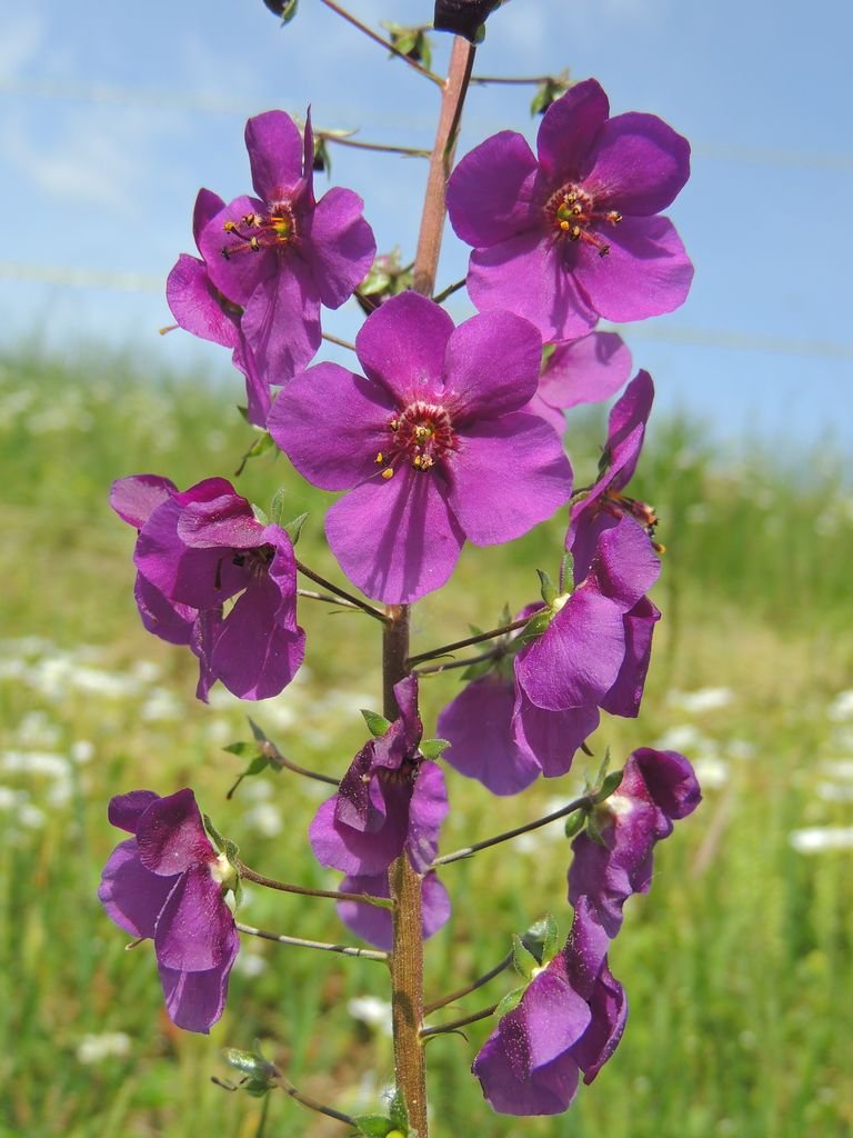 Purple mullein (Verbascum phoeniceum)
