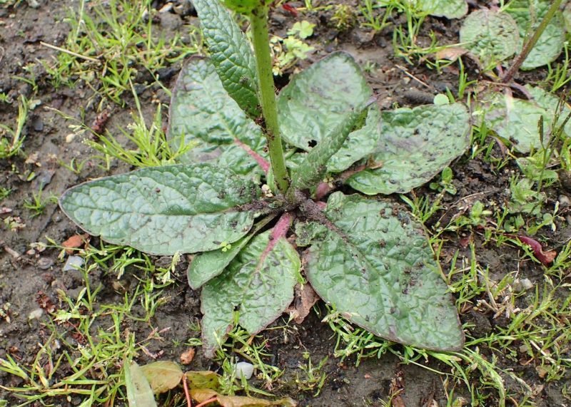 How to plant Purple mullein (Verbascum phoeniceum)_1