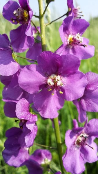 Where to plant Purple mullein (Verbascum phoeniceum)_2
