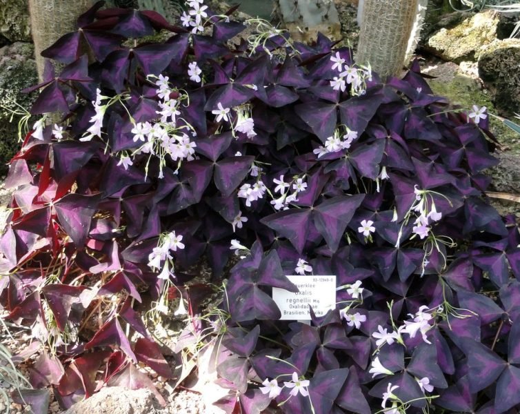 How to plant Purpleleaf false shamrock (Oxalis triangularis subsp. papilionacea)_1