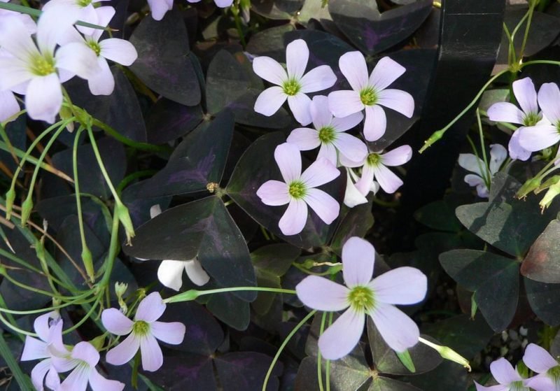 Where to plant Purpleleaf false shamrock (Oxalis triangularis subsp. papilionacea)_2