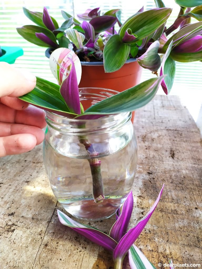 How to Propagate Tradescantia in water Spiderwort Cuttings