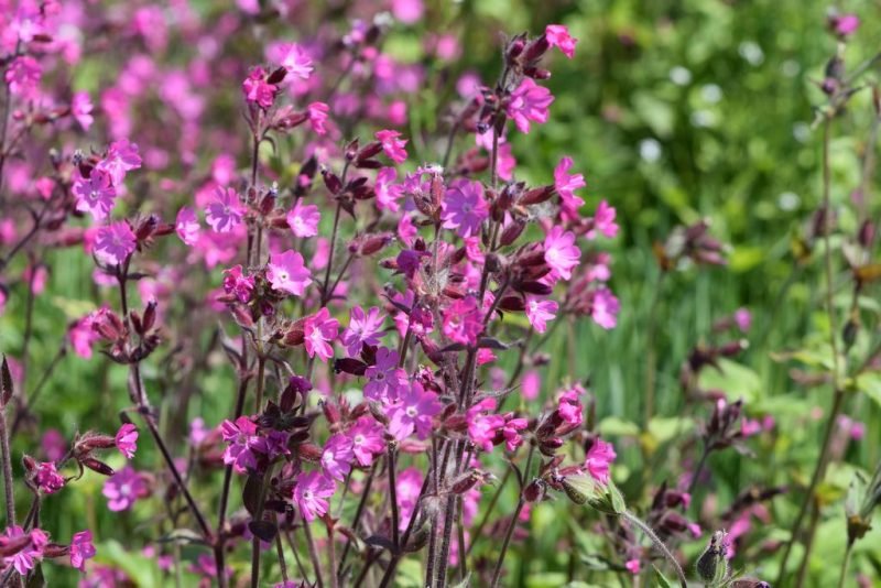 Red campion (Silene dioica)