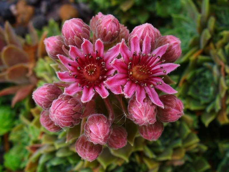 Red houseleek (Sempervivum erythraeum)