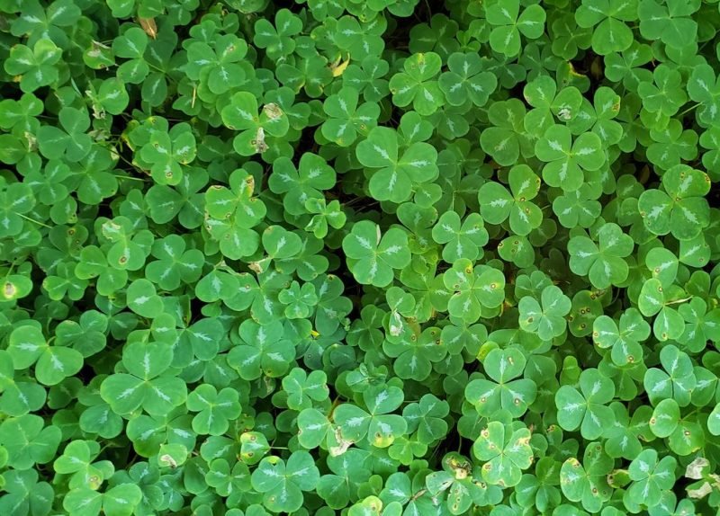 Redwood sorrel (Oxalis oregana)