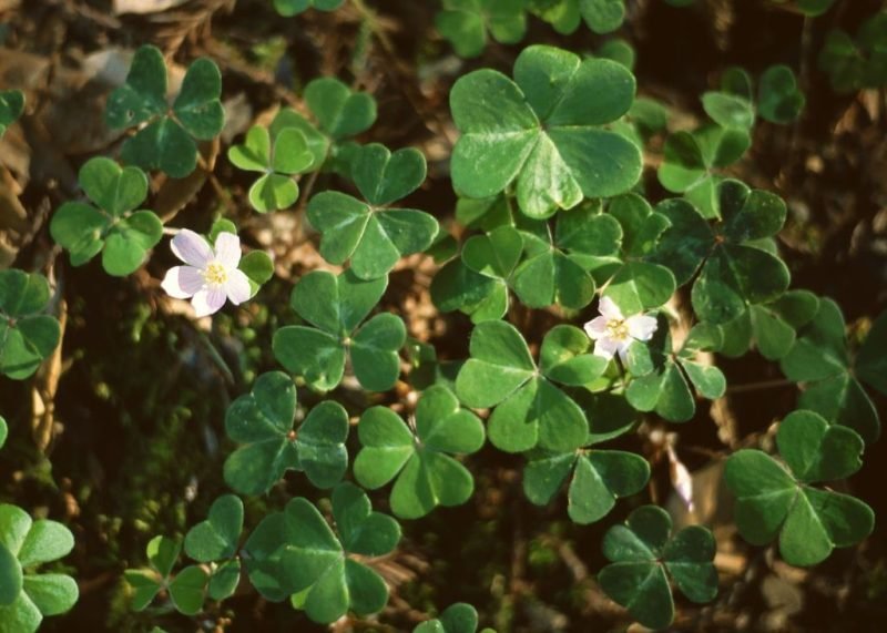 How to plant Redwood sorrel (Oxalis oregana)_1