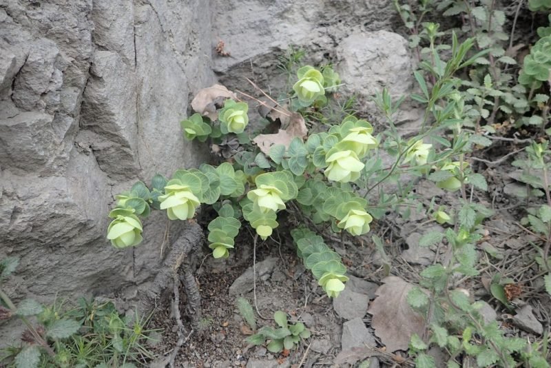 Round-leaved oregano (Origanum rotundifolium)