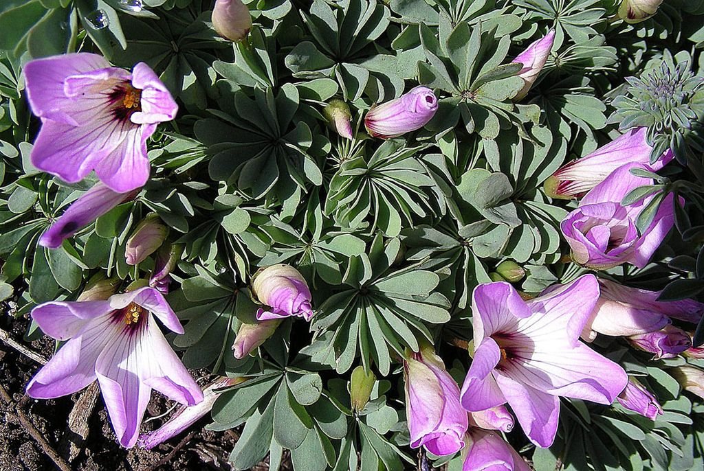 Sauer klee (Oxalis adenophylla)