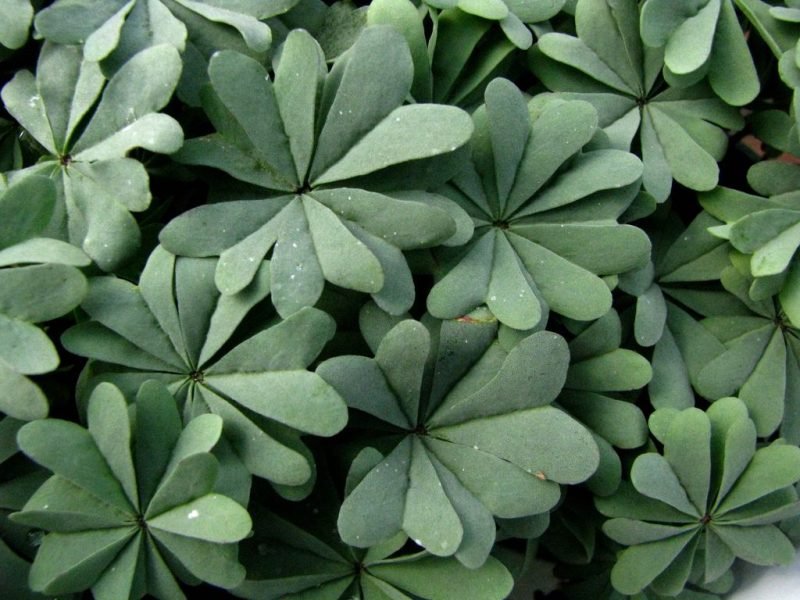 How to plant Sauer klee (Oxalis adenophylla)_1