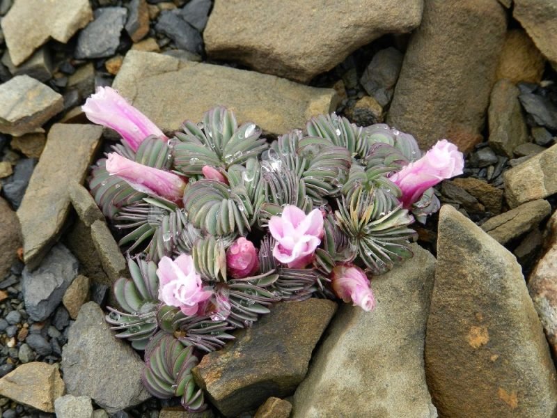 Where to plant Sauer klee (Oxalis adenophylla)_2