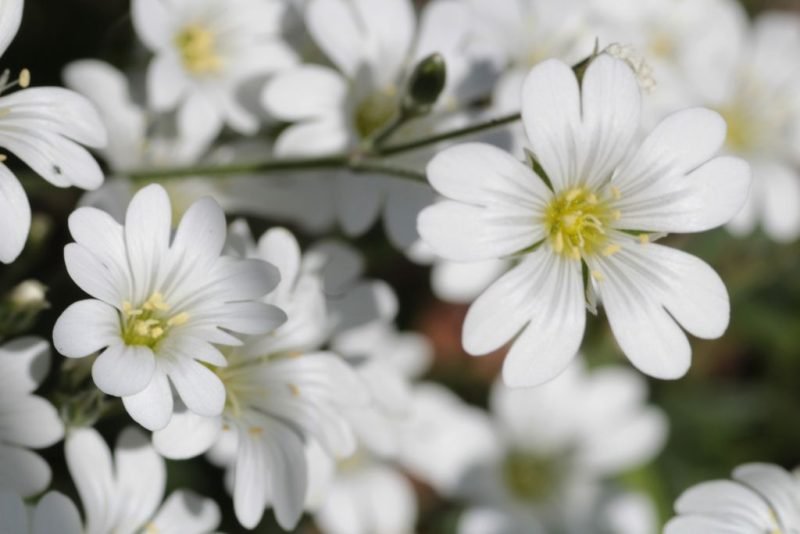 Scurvy grass (Oxalis enneaphylla)