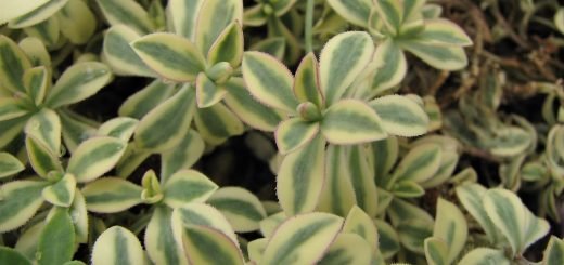 Sea campion (Silene uniflora) - growing guides