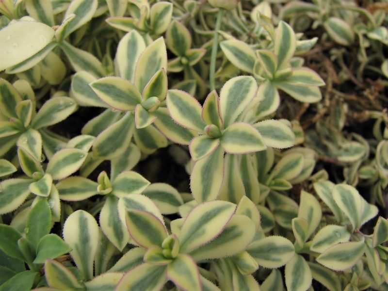Sea campion 'Druett's Variegated' (Silene uniflora 'Druett's Variegated')