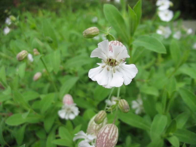 Sea campion (Silene uniflora)