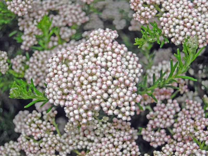 Sea rosemary (Ozothamnus rosmarinifolius)