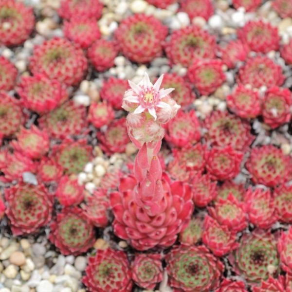 Where to plant Sempervivum calcareum (Sempervivum calcareum)_2