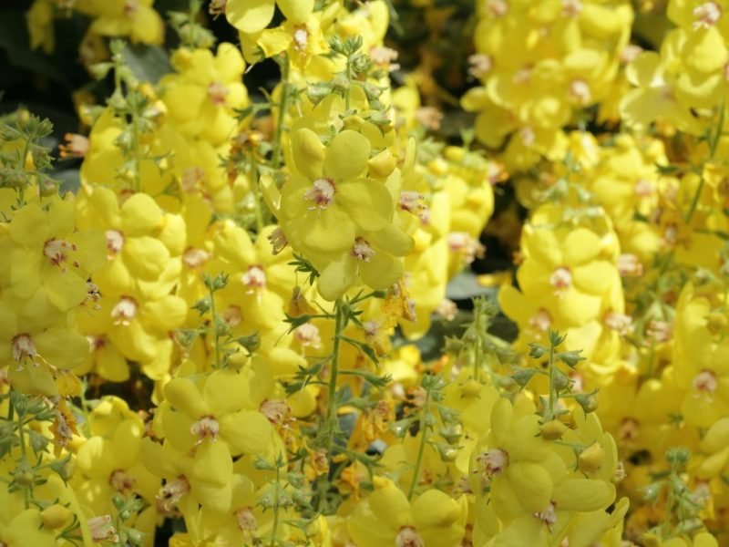 Shrubby mullein (Verbascum dumulosum)