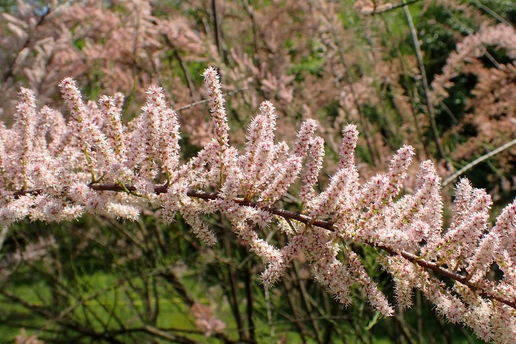 Small-flowered tamarisk (Tamarix parviflora)