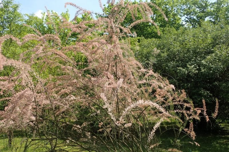 How to plant Small-flowered tamarisk (Tamarix parviflora)_1